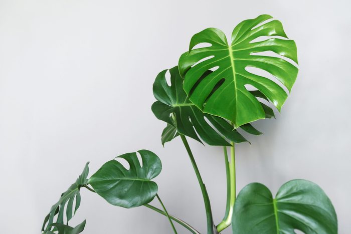 Monstera deliciosa or Swiss cheese plant in a gray concrete flower pot stands on a table on a gray background.Hipster scandinavian style room interior.