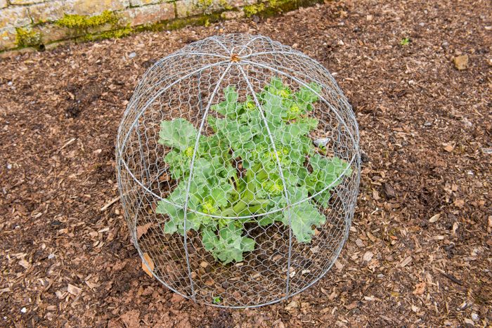 garden plant growing in a wire cloche to keep animals out