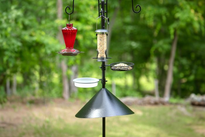 bird feeder baffle to prevent squirrels