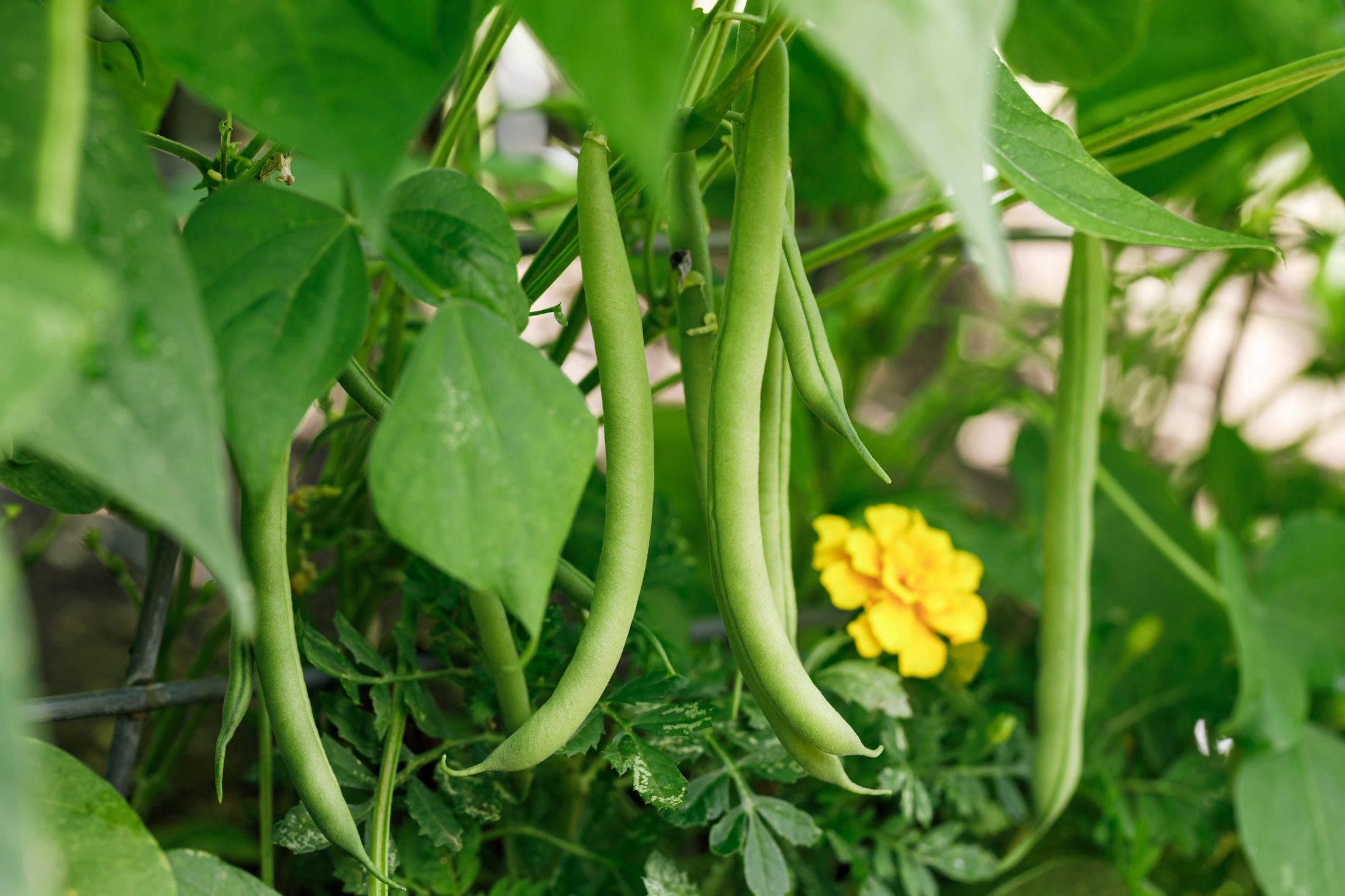 Homegrown Green Bush Beans in the Garden