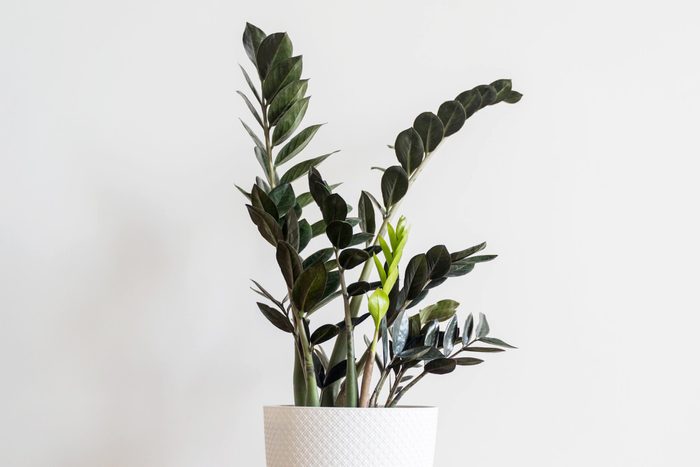 Black Zebra Zz Plant