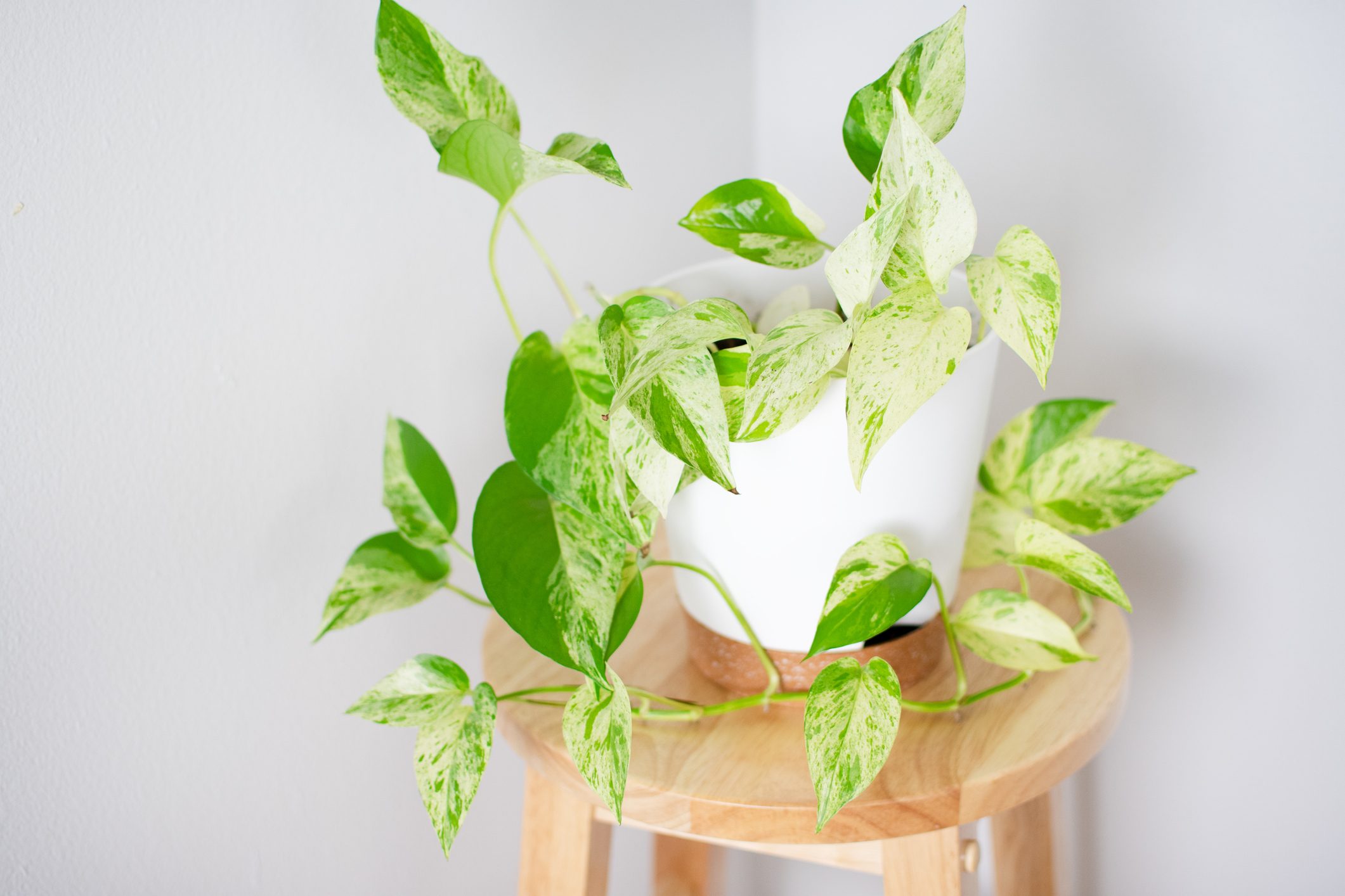Snow Queen Pothos in a white pot. Popular vining houseplant. Epipremnum aureum 