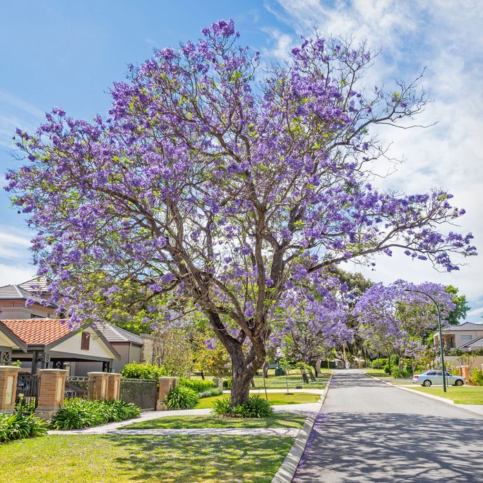 Blue Jacaranda Trees