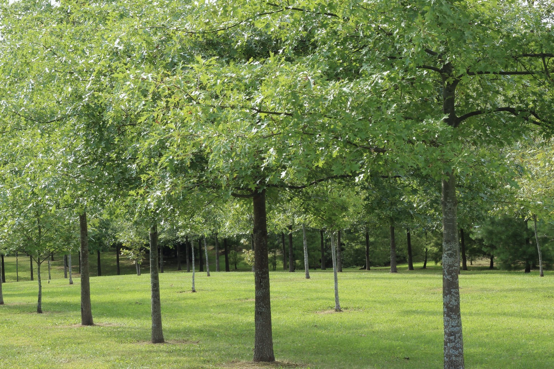 pin oak trees in a grassy field