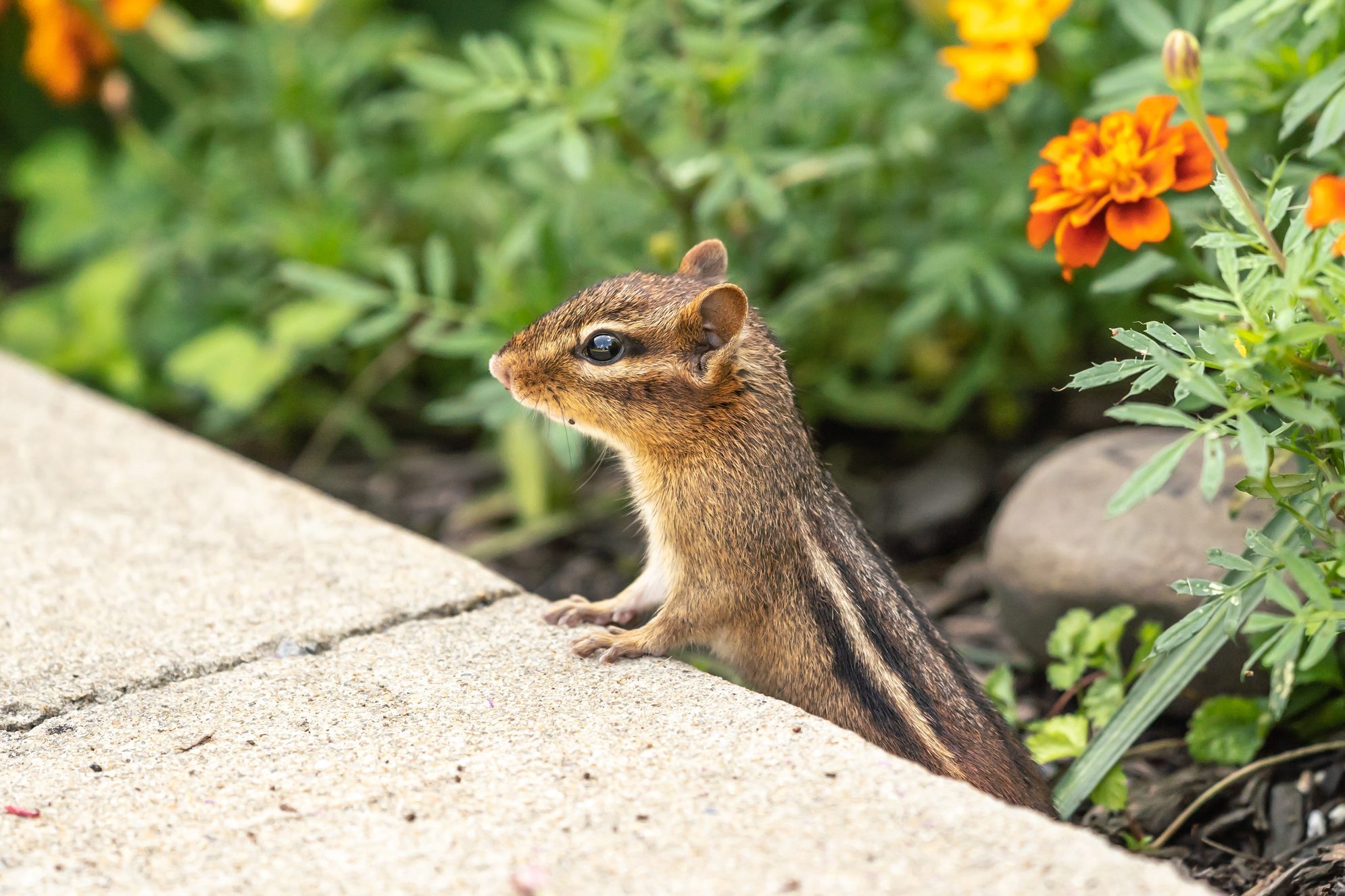 Little Chipmunk in Garden