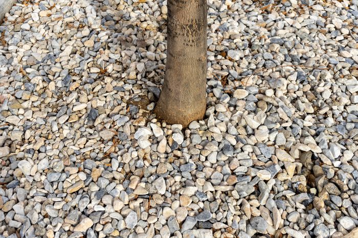 Small rocks used for mulch on a thin tree trunk