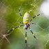 Flying Joro Spiders Heading for the East Coast — Everything to Know