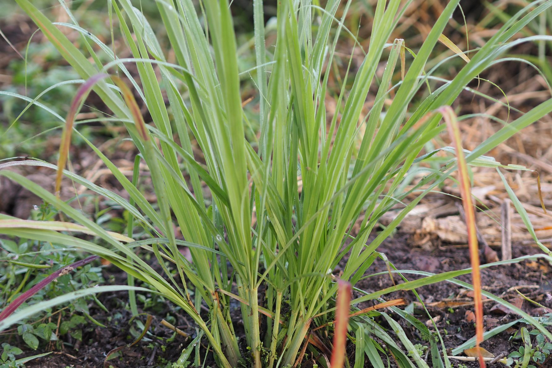 lemon grass