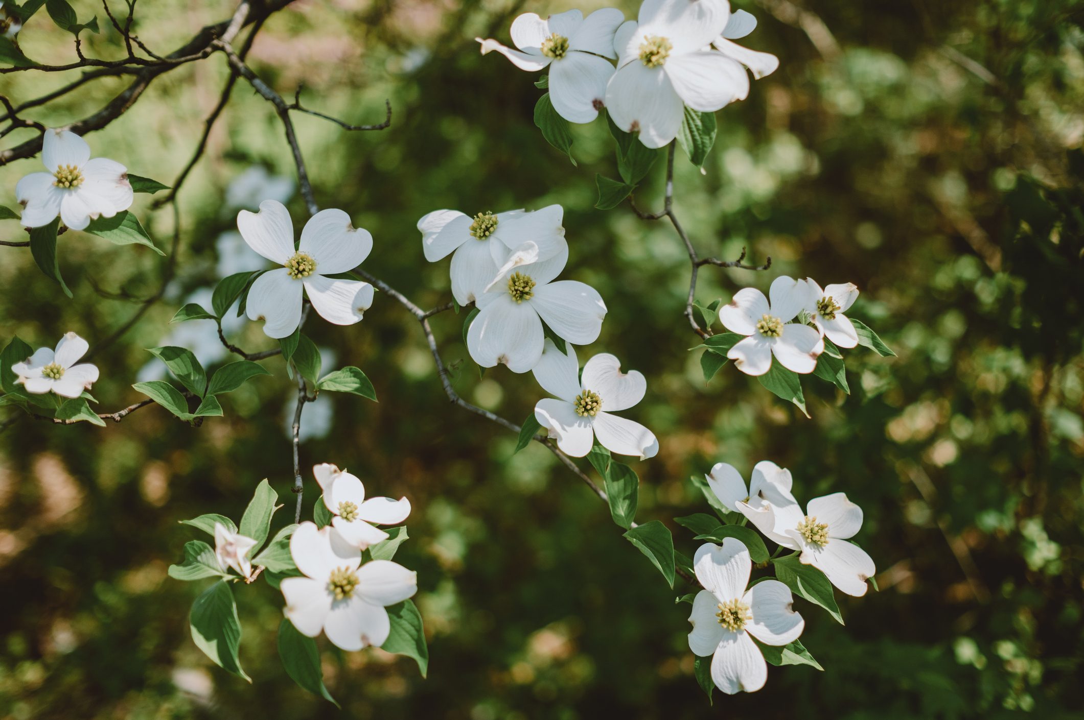 Dogwood Blossoms