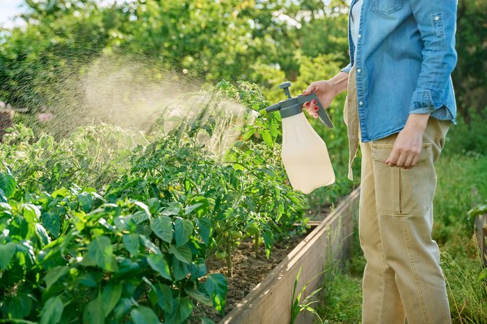 Gardener woman with spray gun spraying tomato plants in garden