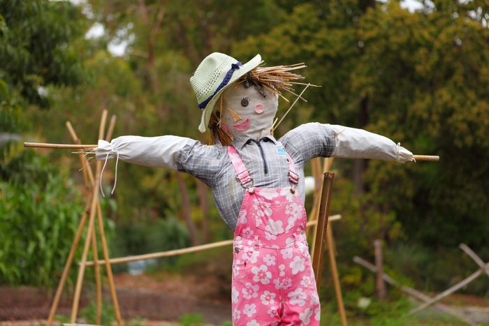 Scarecrow in a garden
