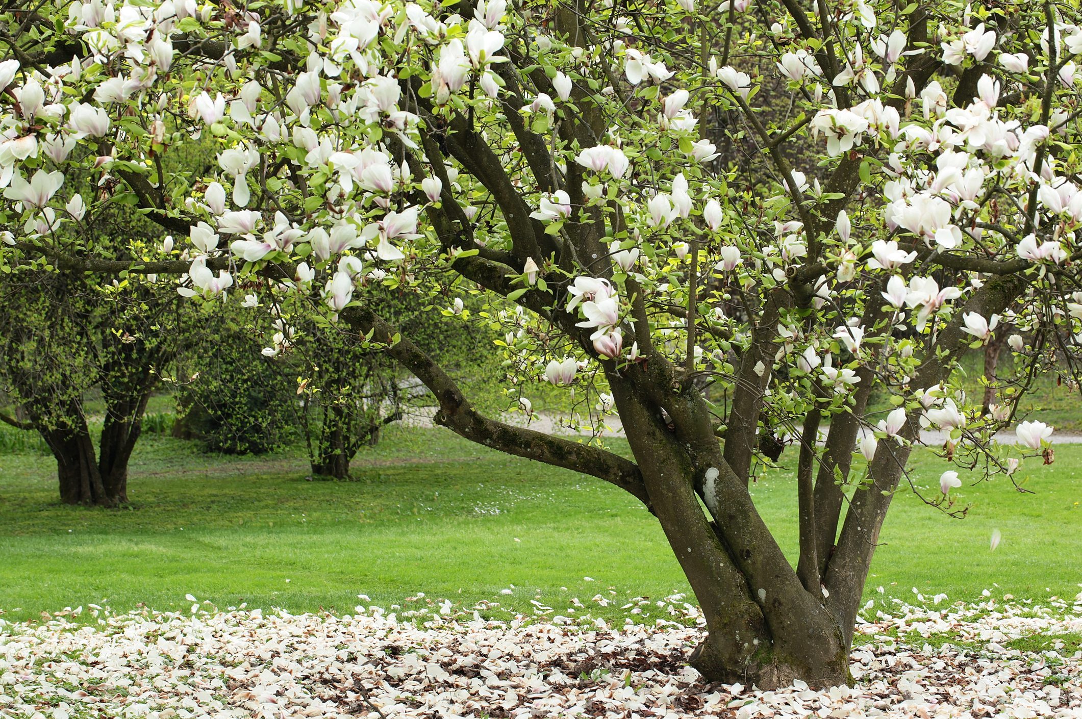 Blooming sweetbay magnolia on white petals