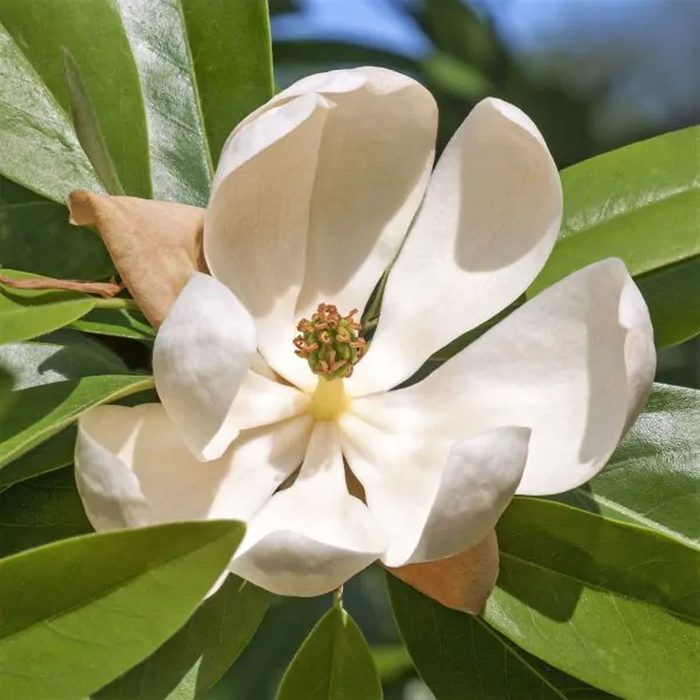 Sweet Bay Magnolia
