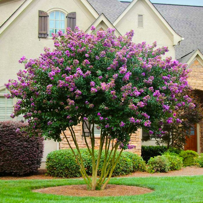 Twilight Crape Myrtle