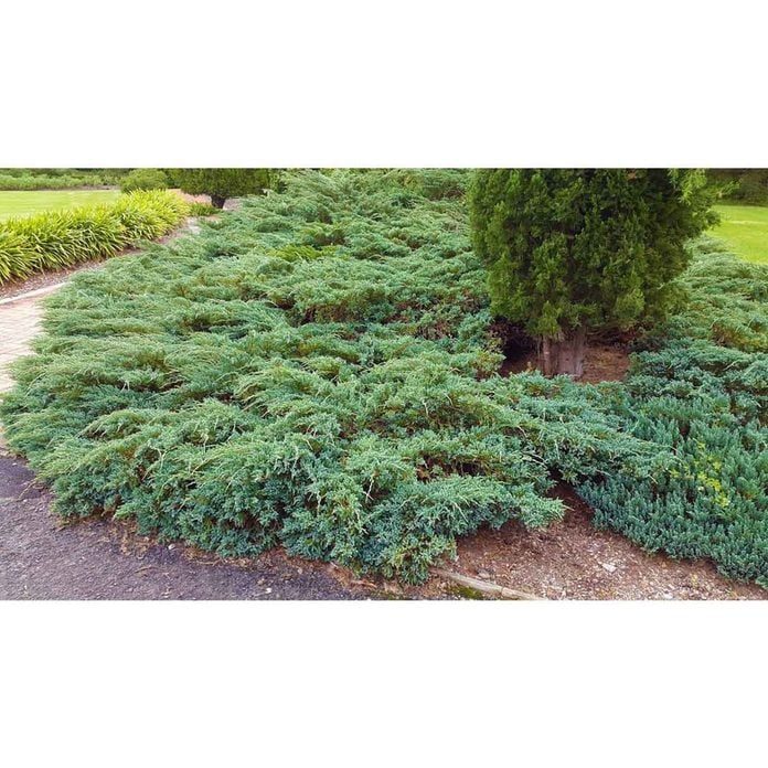 Blue Rug Juniper Online Orchards Bushes Cfjp002 64 1000