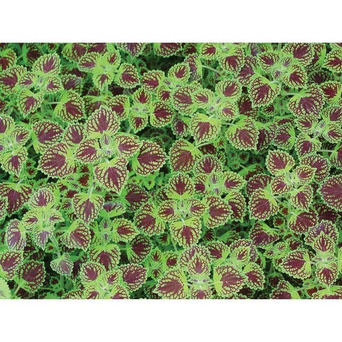 Chocolate Drop Coleus Proven Winners Annuals Colprw1127524 64 1000