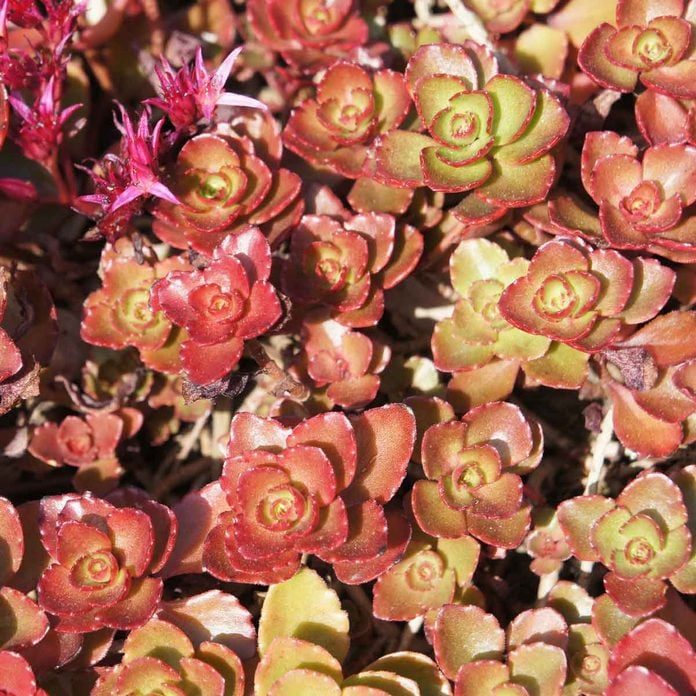 Dragons Blood Sedum Gettyimages 1019229458