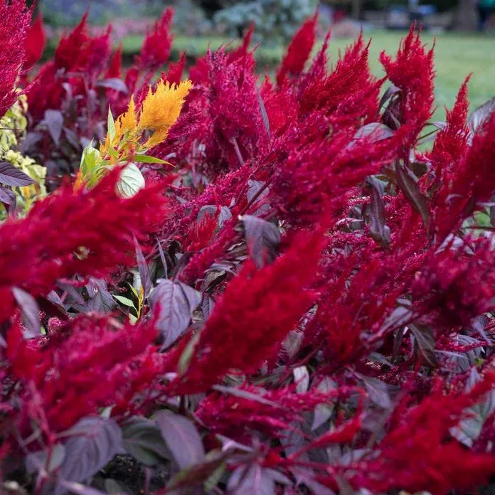Dragons Breath Celosia Gettyimages 1288016604