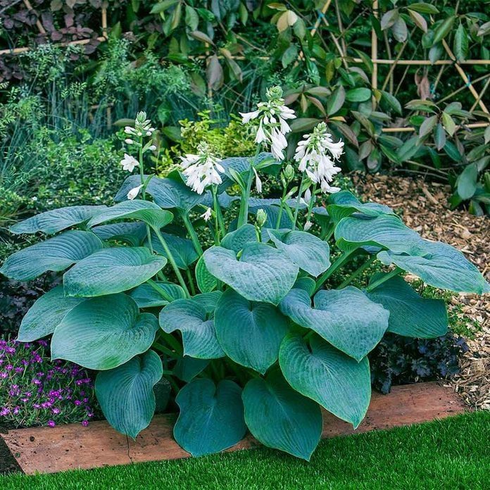 Hosta Spring Hill Nurseries Perennials 01628 64 1000