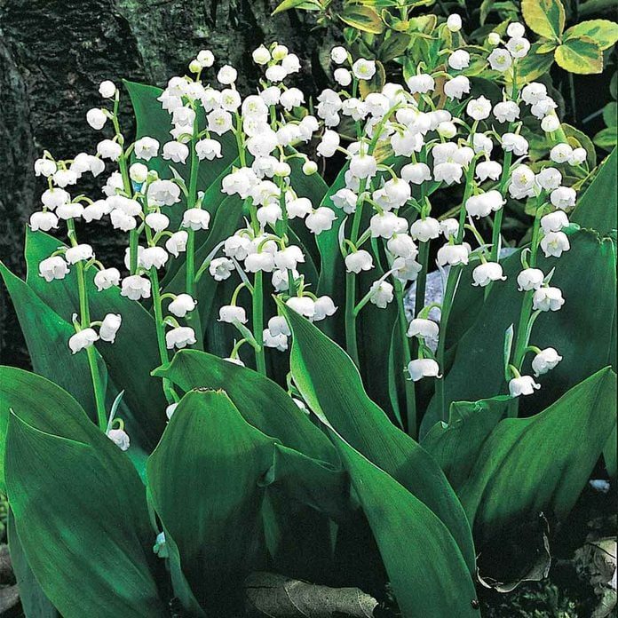 Lily Of The Valley Spring Hill Nurseries Perennials 07799 64 1000