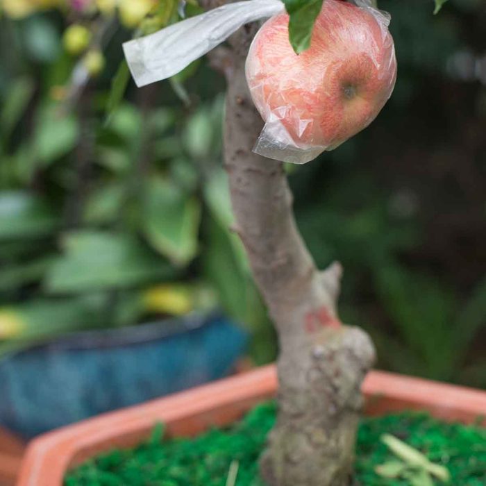 Potted Apple Tree