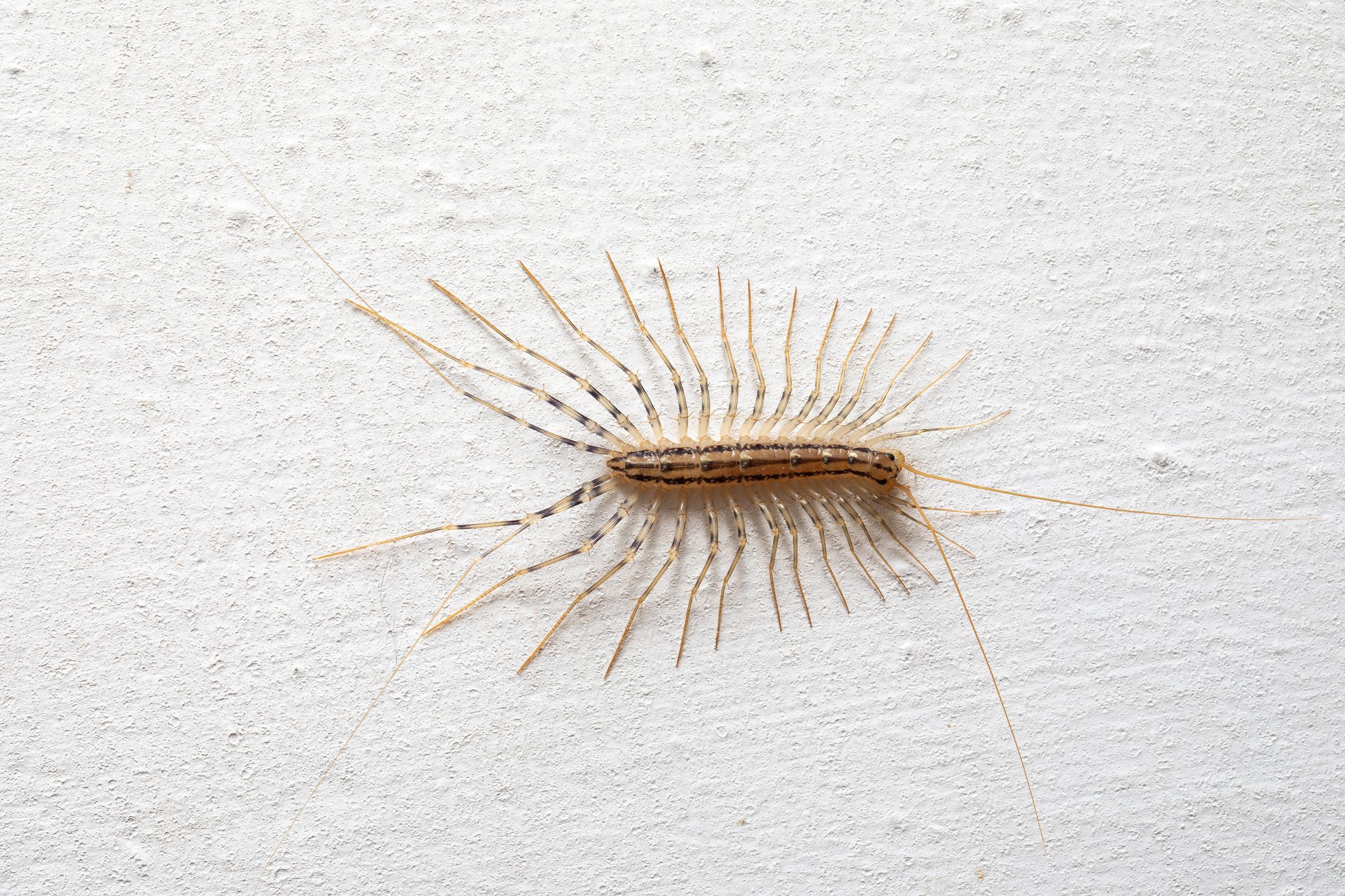 How to Get Rid of House Centipedes, and Why You Shouldn’t Kill Them