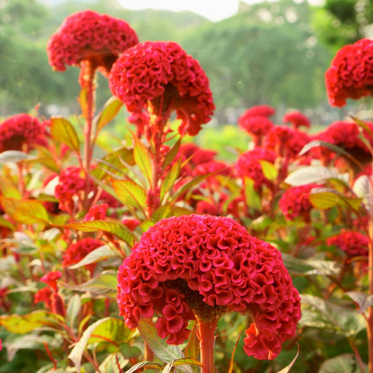 celosia