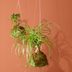 A DIYers Guide to Making Kokedama Masterpieces
