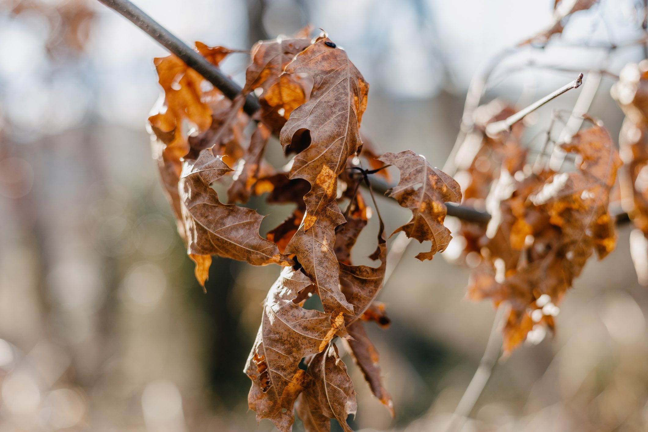 Dead Leaves on Tree in Winter