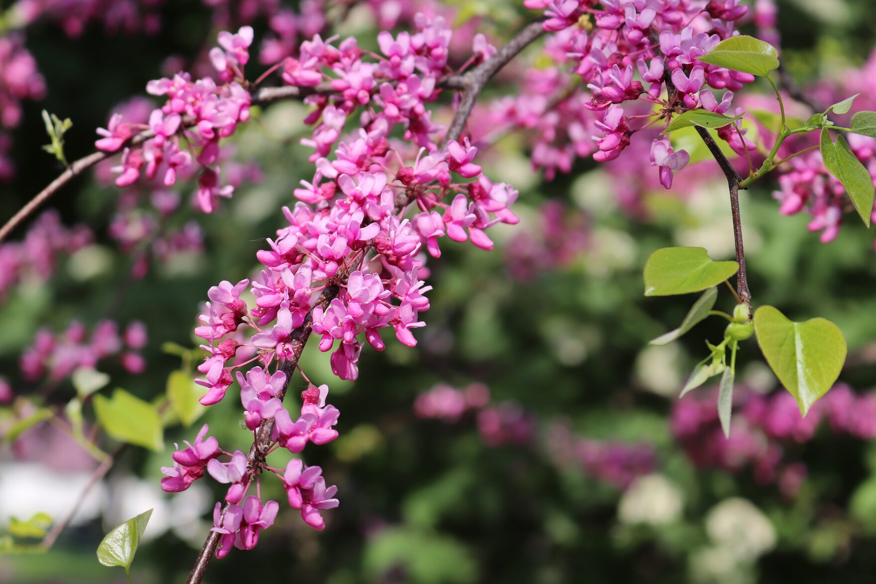 Blooming Cercis canadensis