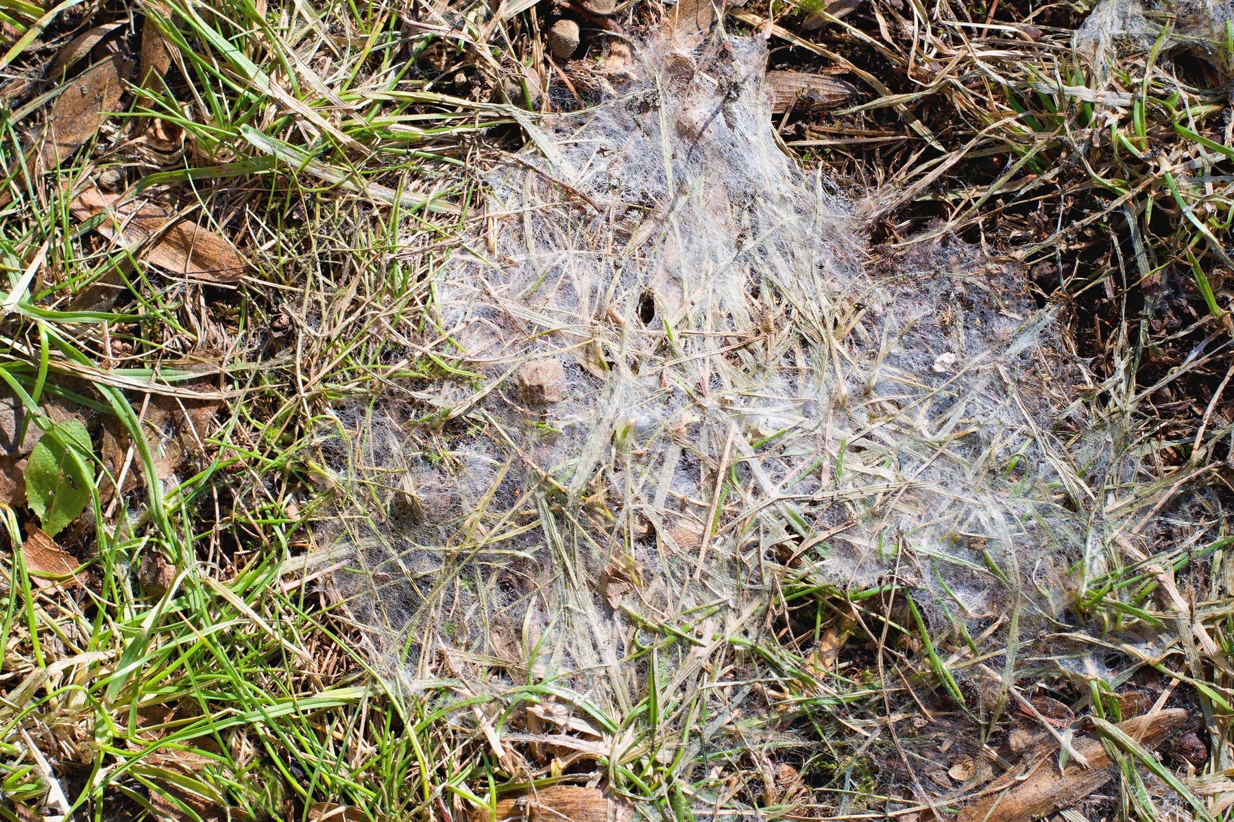 How to Get Rid of Snow Mold Safely