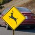 Self-Driving Tesla Hits Deer Without Braking—Is Pedestrian Safety at Risk?