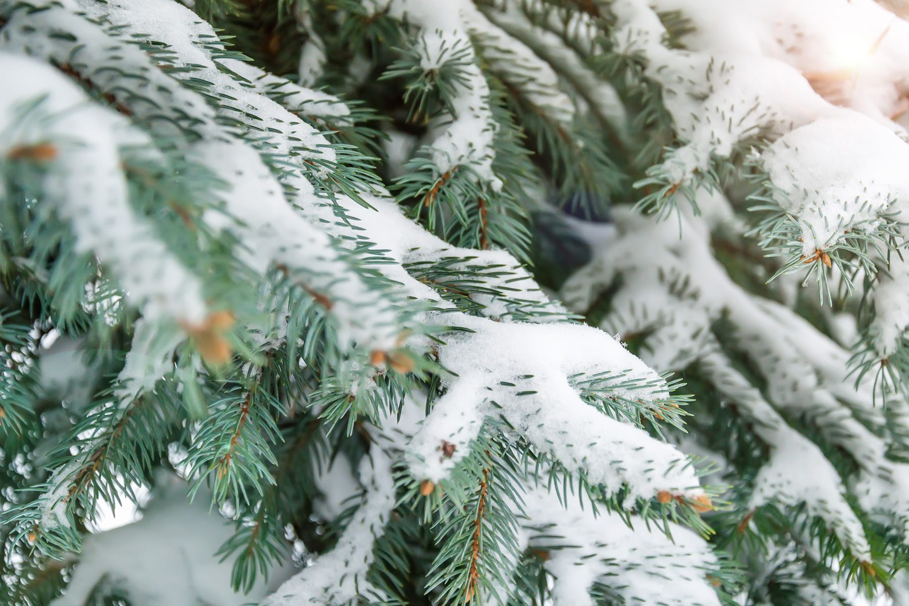 Can I Spray Snow On A Pre Lit Christmas Tree Gettyimages 1165580152