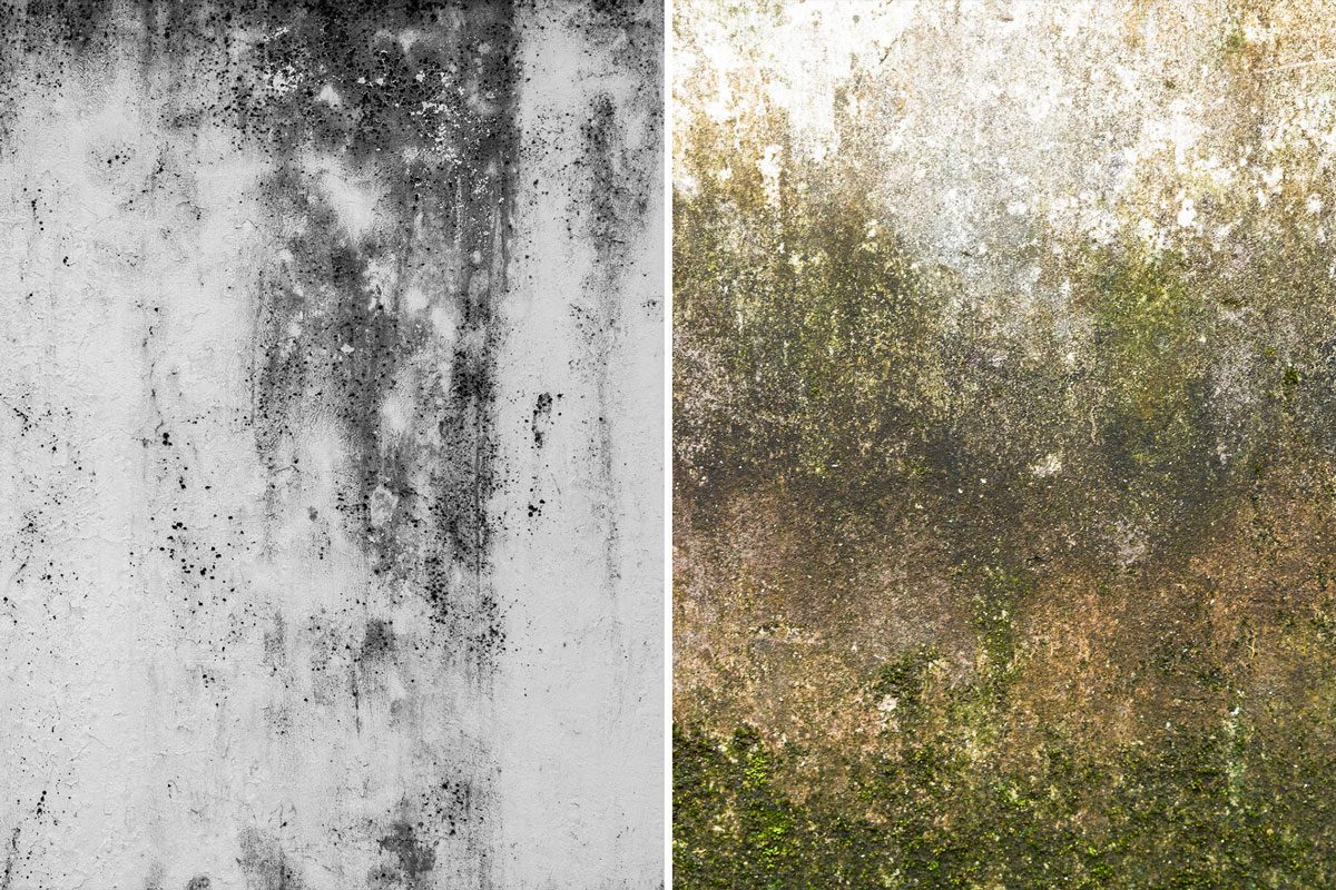 Is It Mold or Mildew? Learn To Spot the Difference