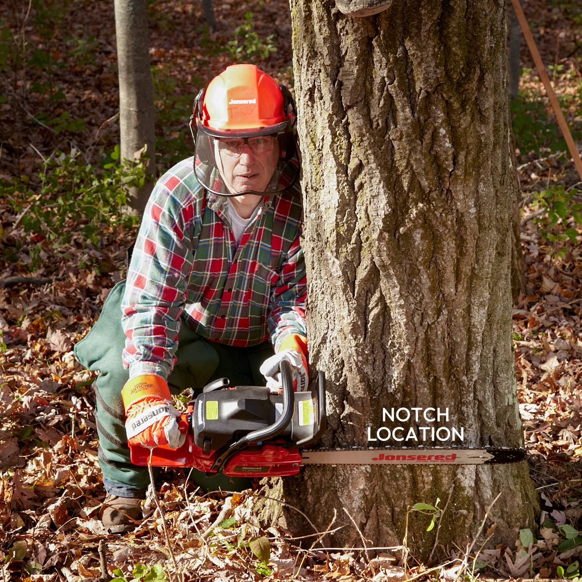 How To Cut Down A Tree Safely Plan the Notch