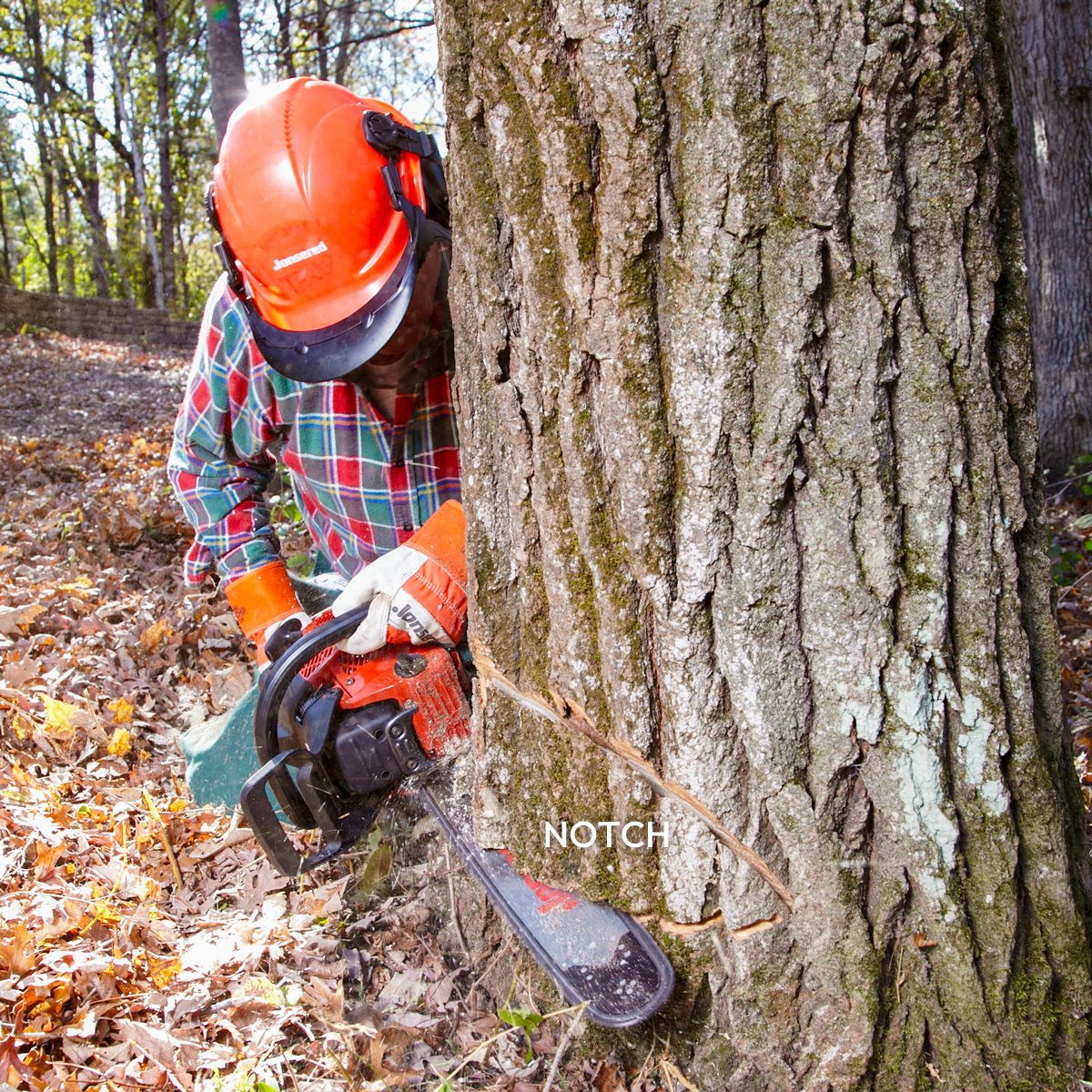 How To Cut Down A Tree Safely Cut the Notch