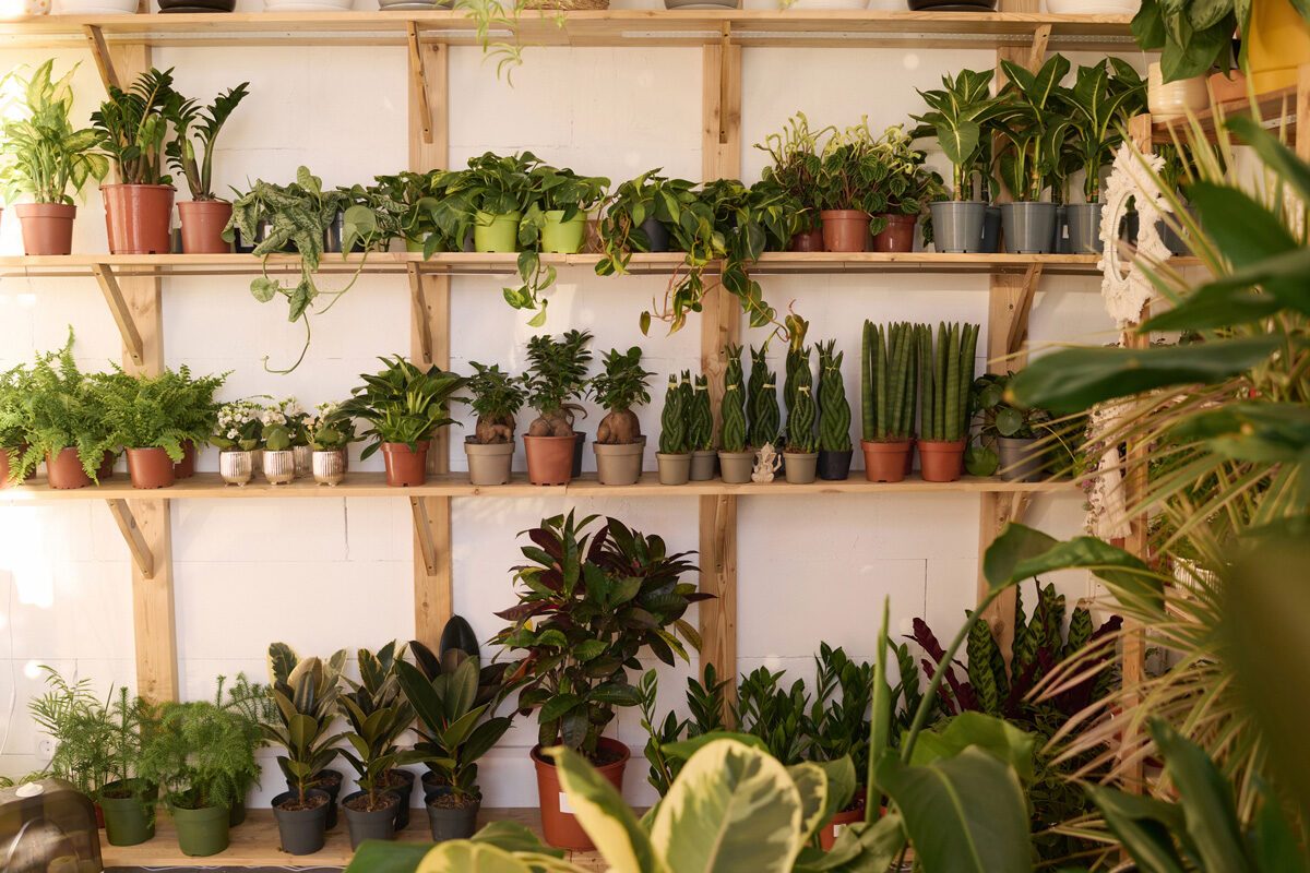plants on shelves in a store