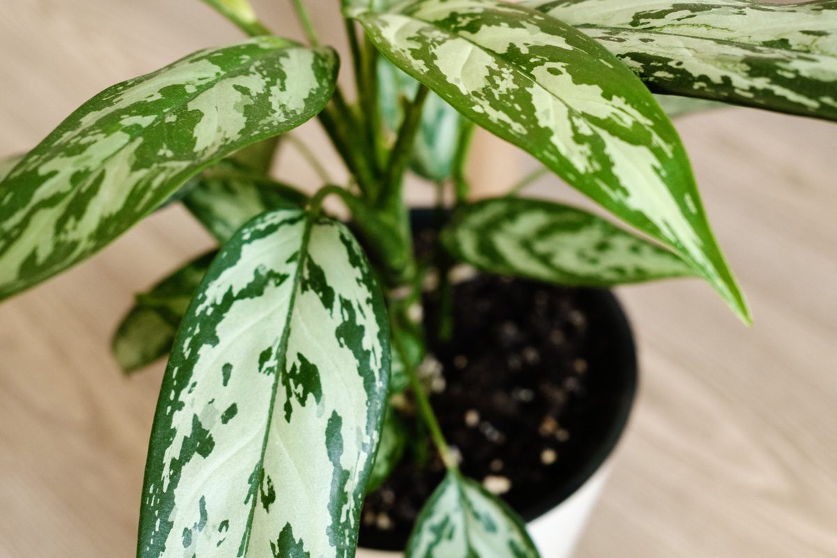 close up of potted plant