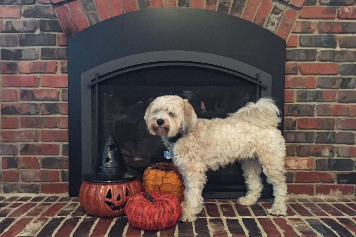 tibetan terrier dog in front of fireplace