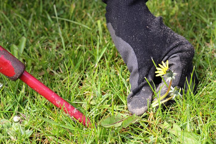 13 Tips For Getting Rid Of Crabgrass For Good Gettyimages 175398707