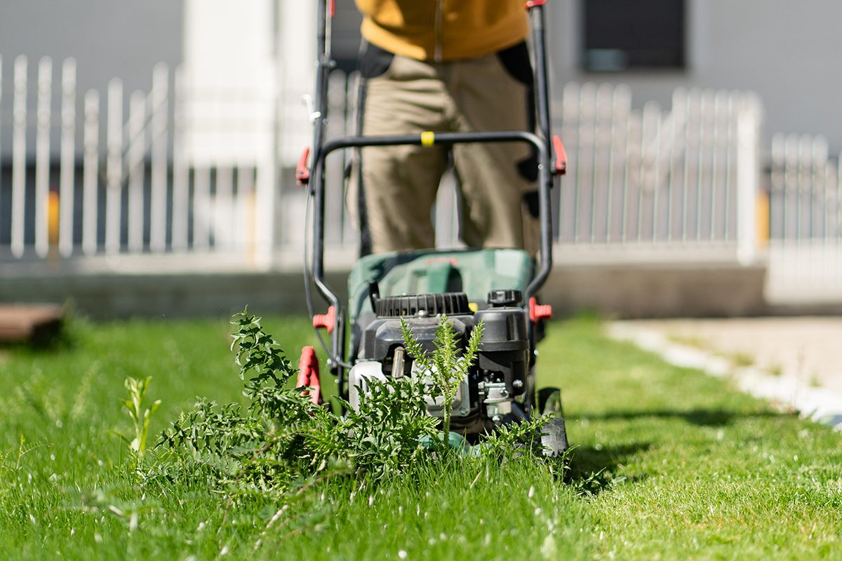 13 Tips for Getting Rid of Crabgrass for Good