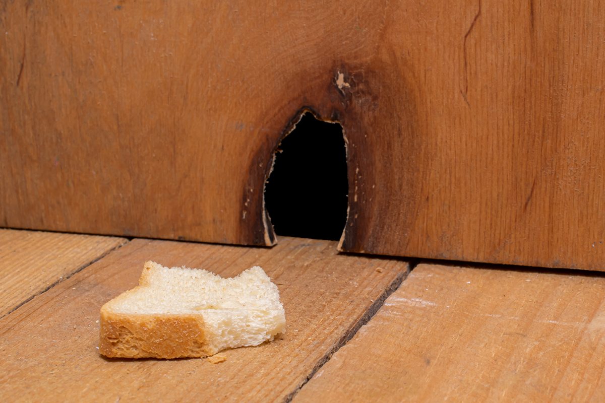 14 Incredible Steel Wool Hacks You&rsquo;ll Wish You Knew Sooner Gettyimages 1367785756