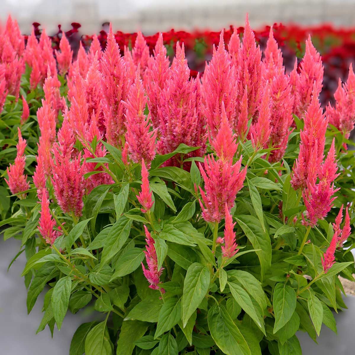 Celosia Pink Liner