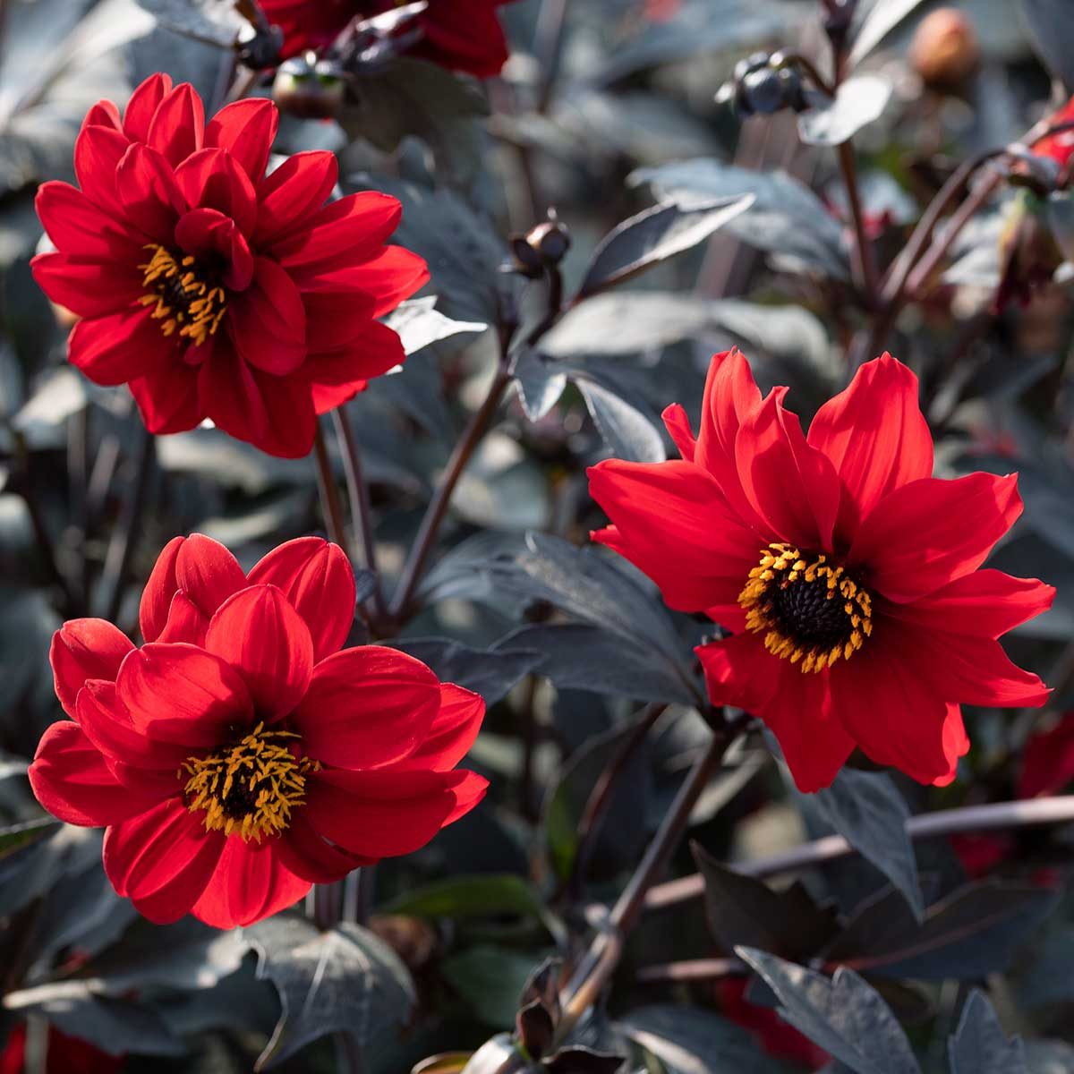 Dahliablackforestruby1