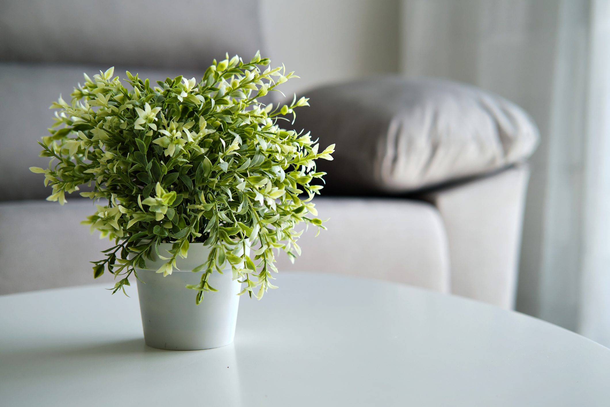 Artificial potted plant on a coffee table