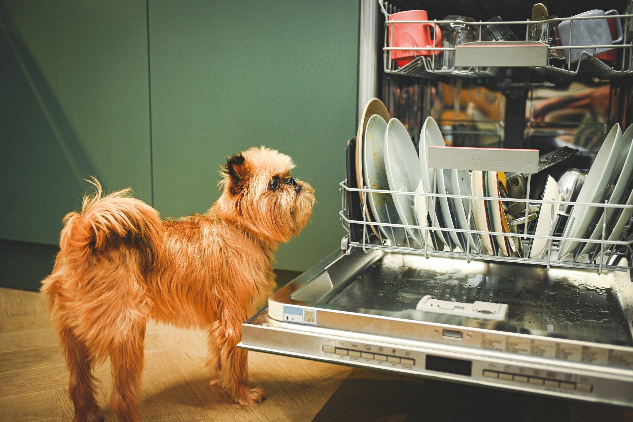 Small dog next to an open dishwasher full of dishes