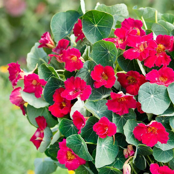 Nasturtium Baby Rose 1