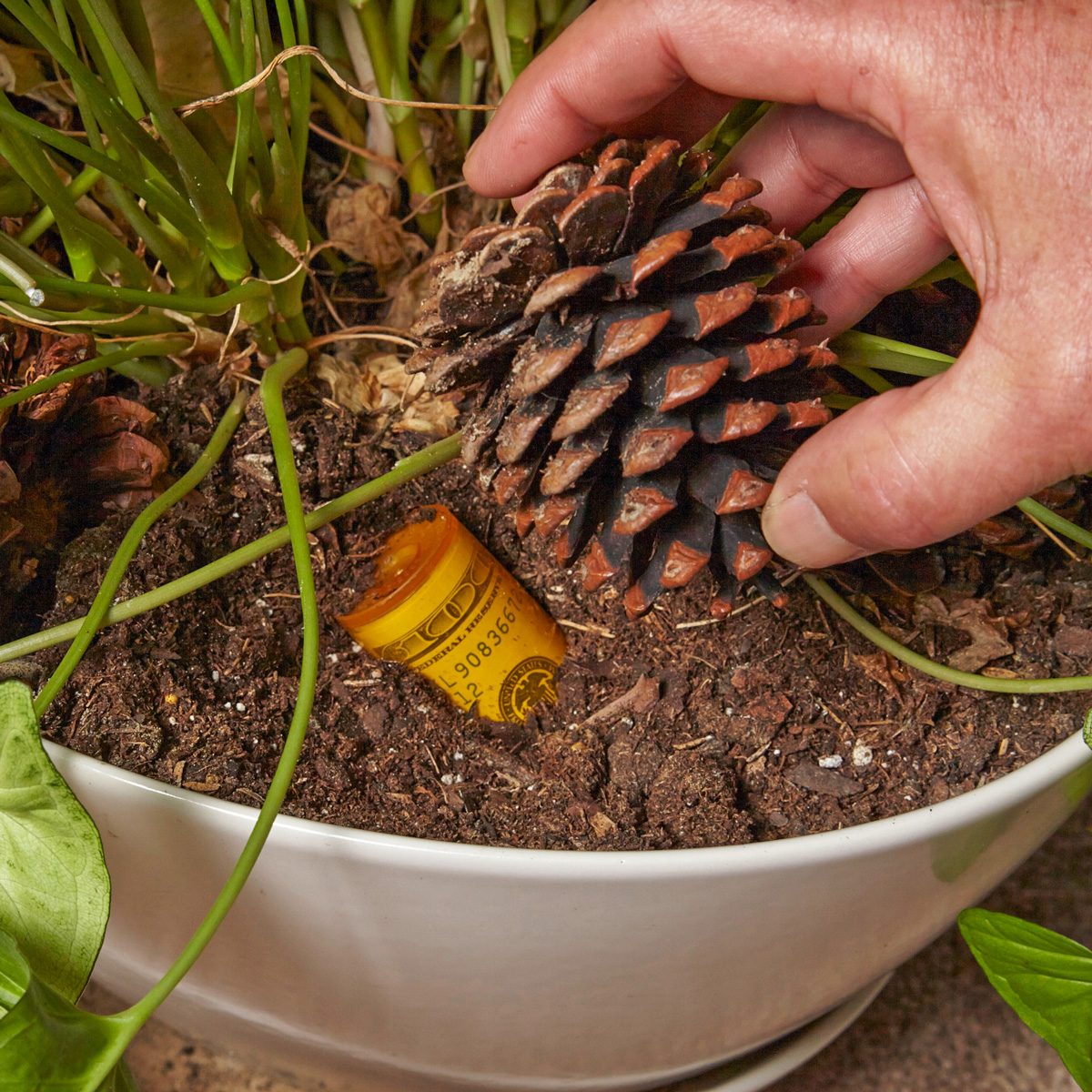cash in medicine bottle hidden in potted plant