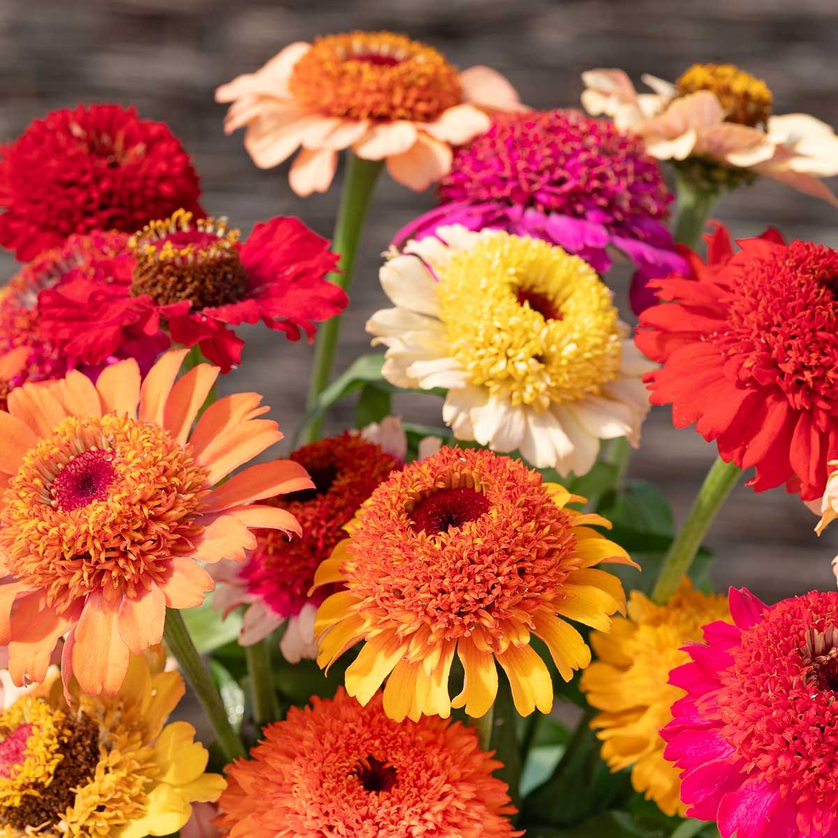 Zinnia Crestar Mix 3