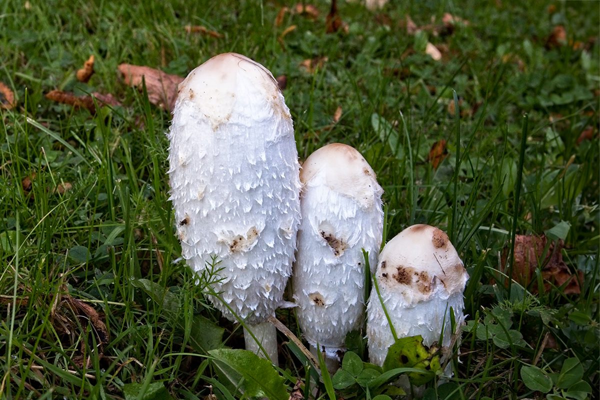 10 Mushrooms Growing In Your Grass and What It Means